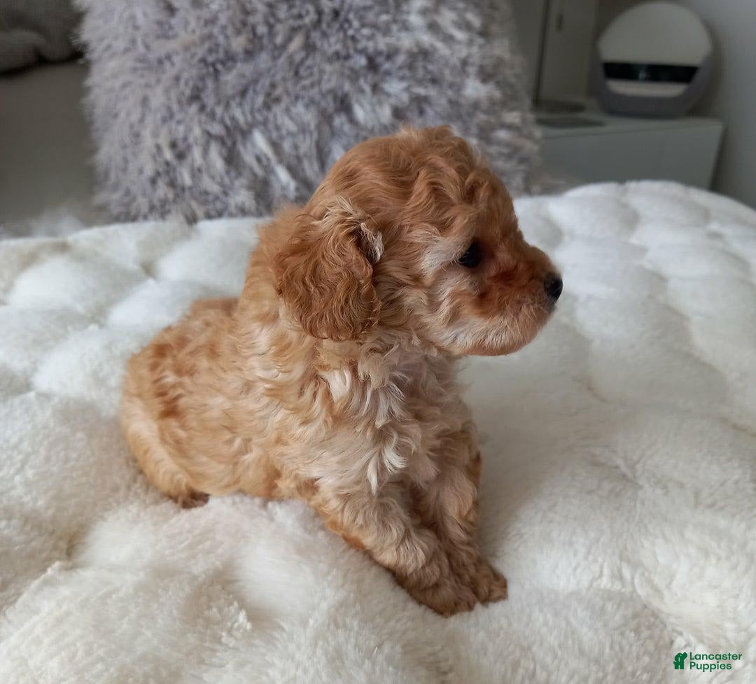 Maltipoo dogs for sale: Rachel - Image 1