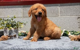Golden Retriever dogs for sale: Digger - Image 4