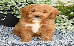 Mini Goldendoodle dogs for sale: Qbert - Image 4
