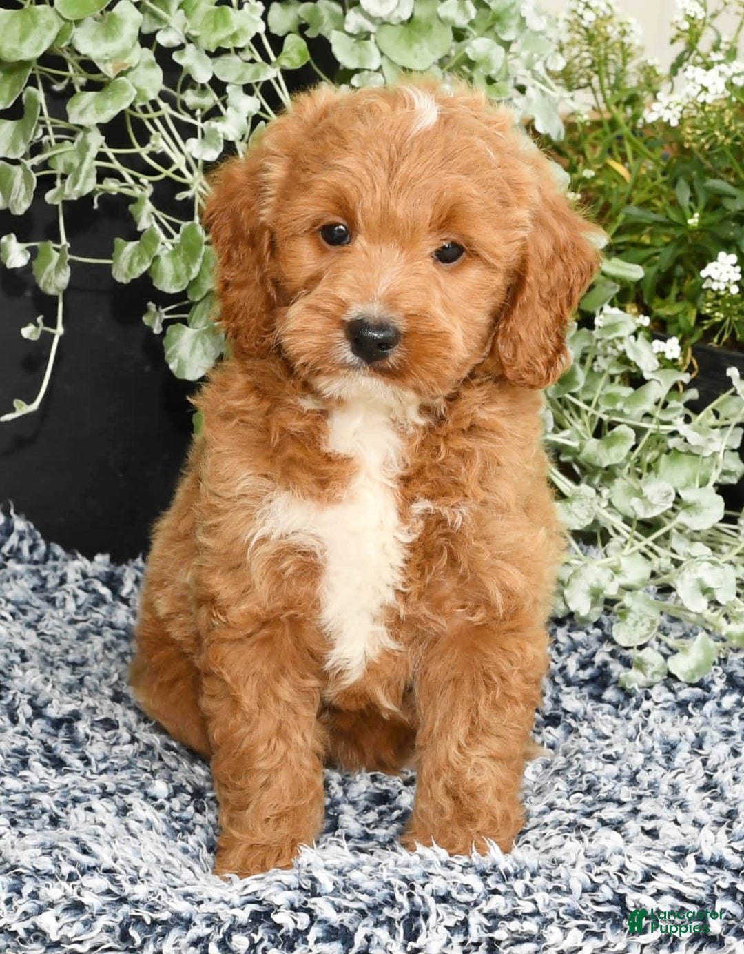 Mini Goldendoodle dogs for sale: Qbert - Image 4