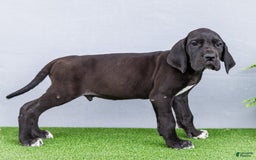 Great Dane dogs for sale: Jasper - Image 12