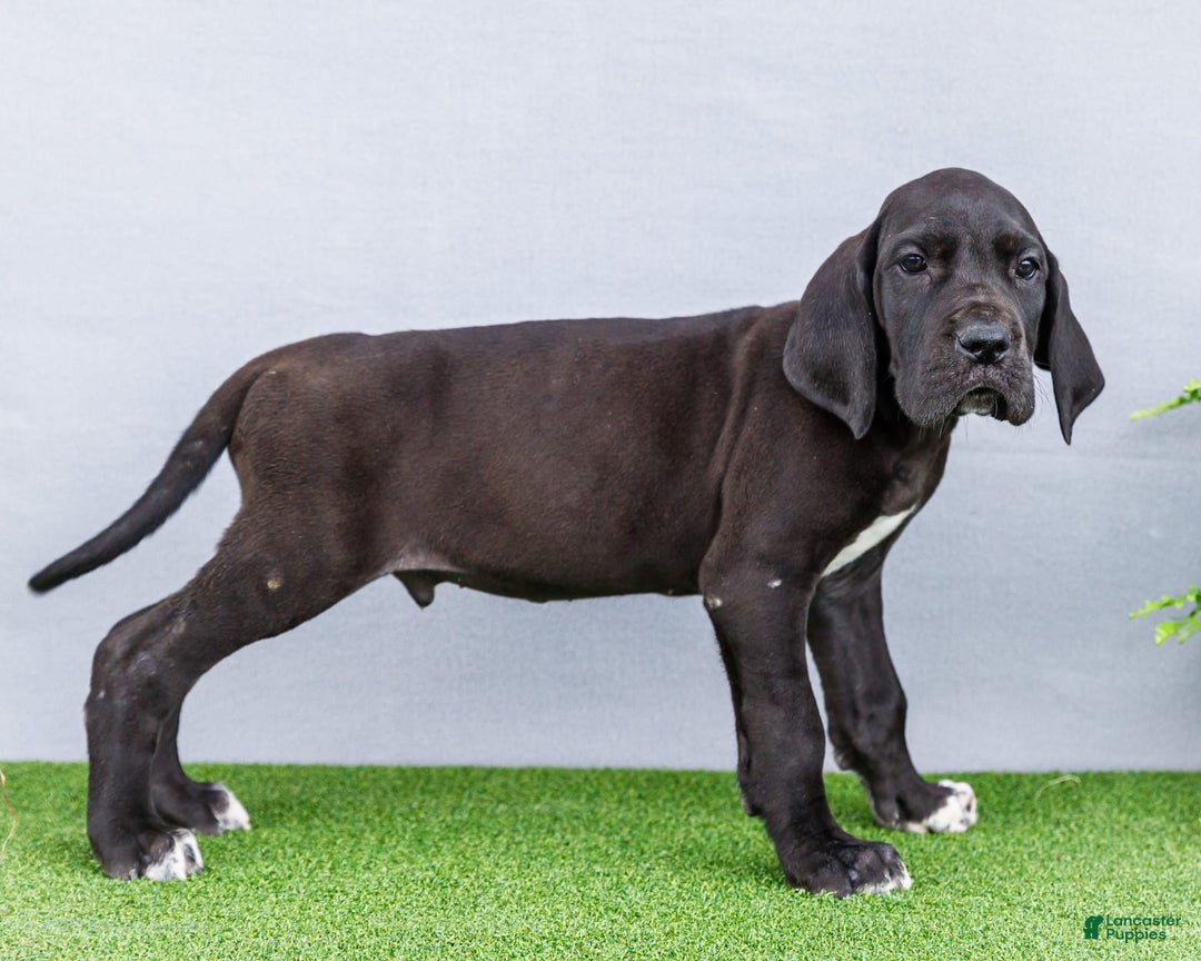 Great Dane dogs for sale: Jasper - Image 12