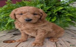 Goldendoodle dogs for sale: Reed - Image 3
