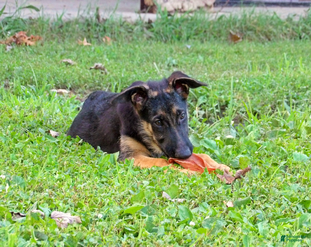 German Shepherd dogs for sale: Amarillo - Image 7