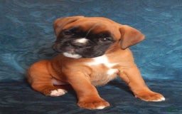 Boxer dogs for sale: Carin - Image 3