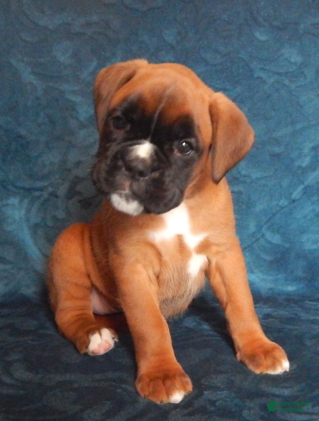 Boxer dogs for sale: Carin - Image 3