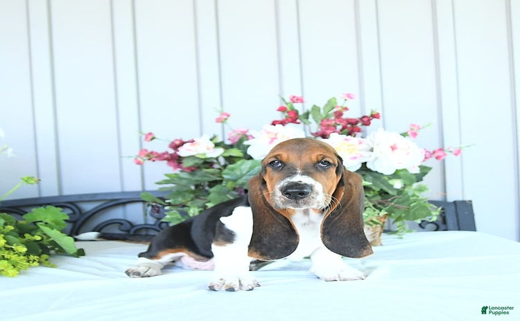 Basset Hound dogs - Advert 32
