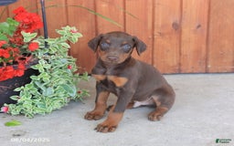 Doberman Pinscher dogs for sale: Diesel - Image 3