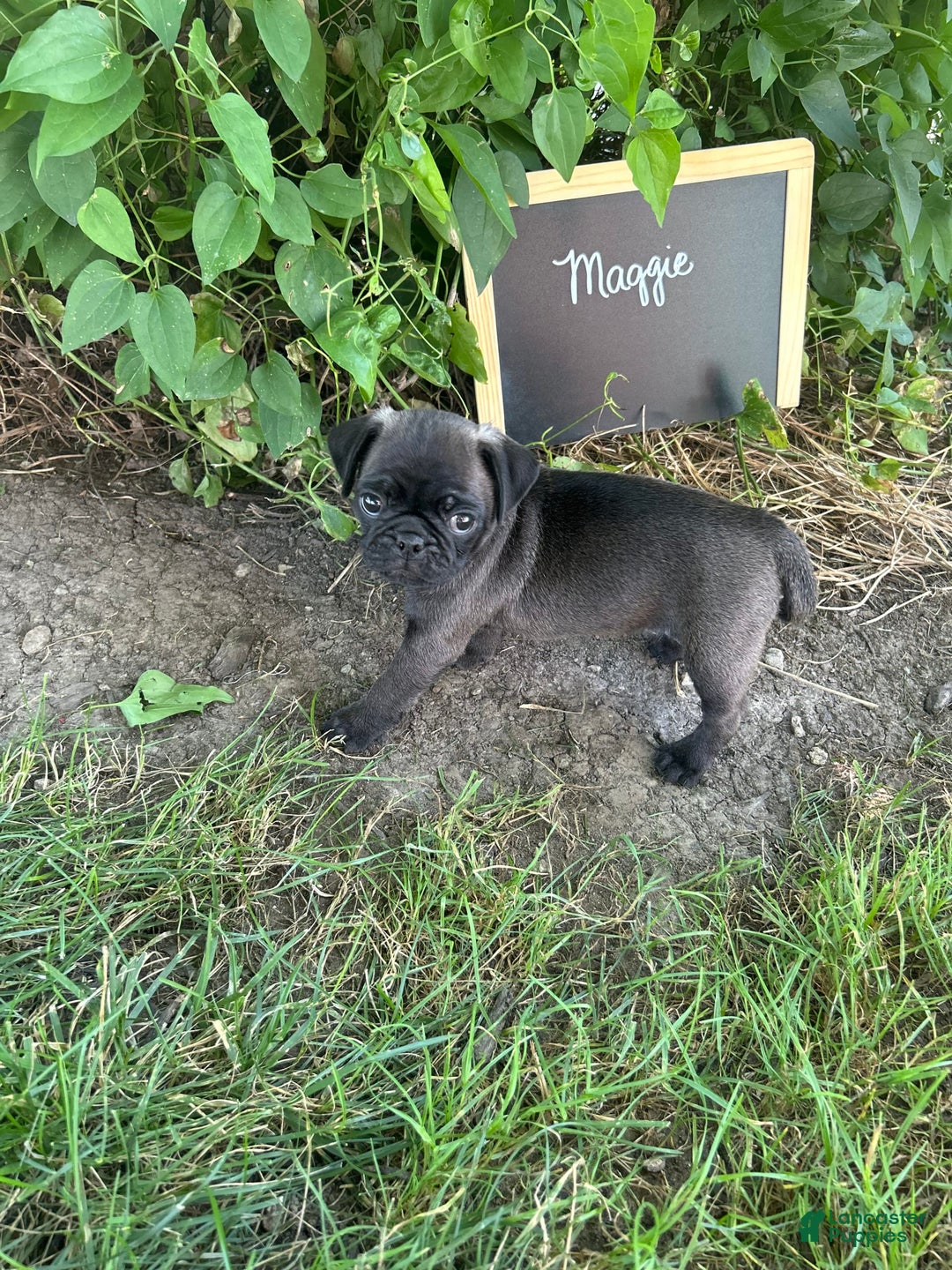 Pug dogs for sale: Pug 4 puppies - Image 6