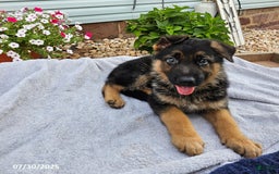 German Shepherd dogs for sale: Jebediah - Image 1
