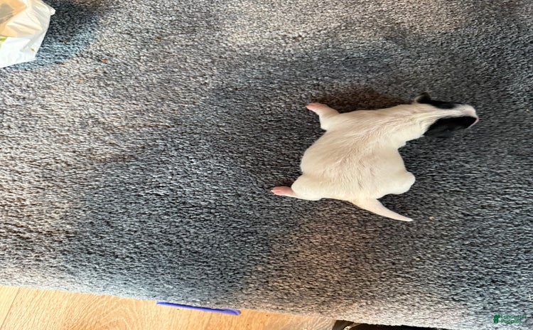 Jack Russell Terrier dogs for sale - Ad 4