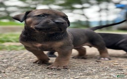Presa Canario dogs for sale: Scarface - Image 1