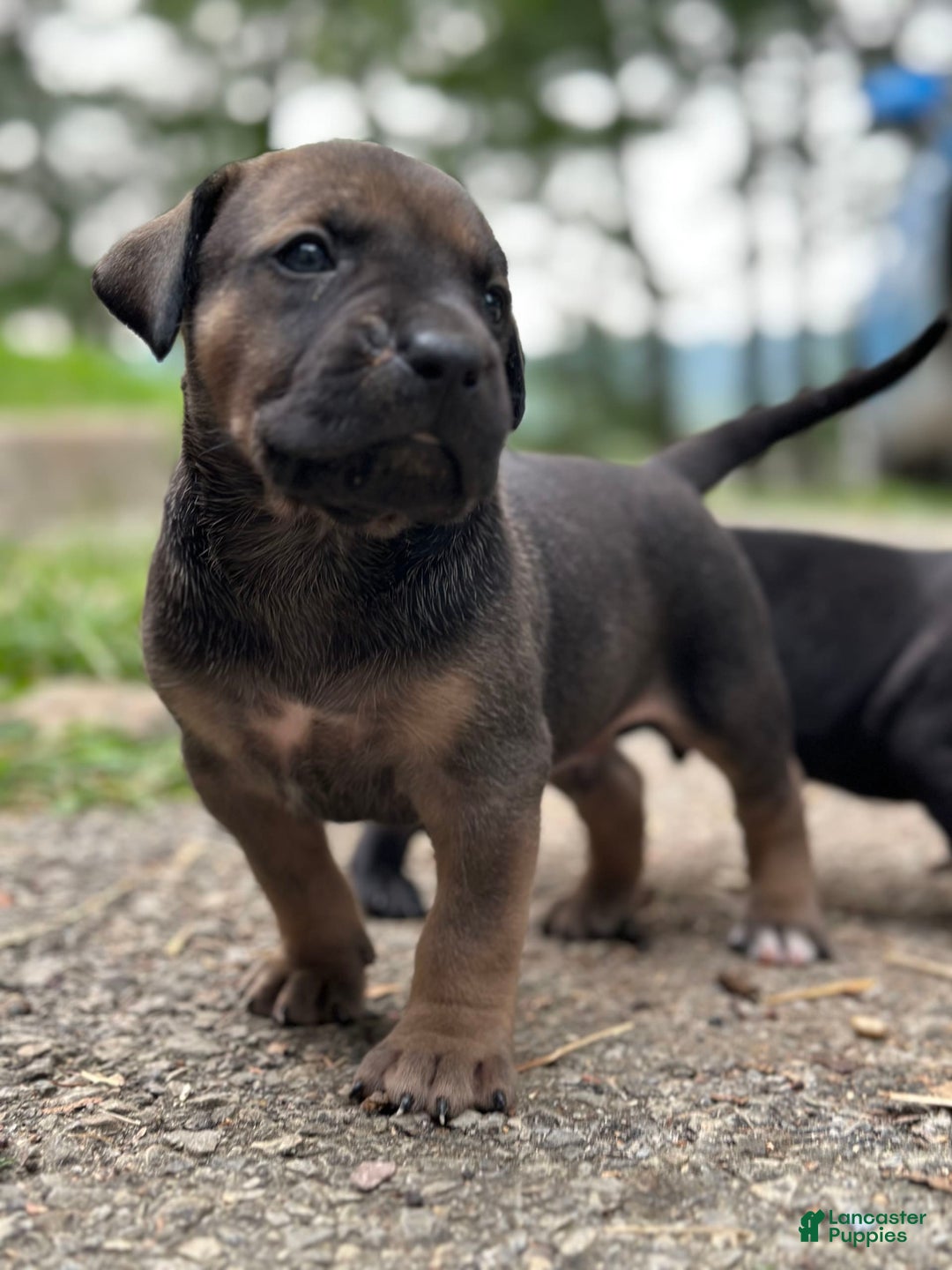 Presa Canario dogs for sale: Scarface - Image 1