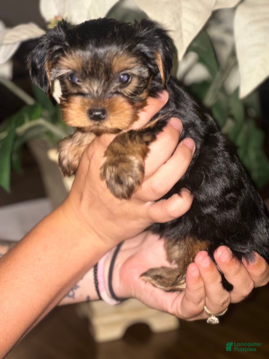 Yorkshire Terrier dogs for sale: Yorkshire Terrier 3 puppies - Image 5