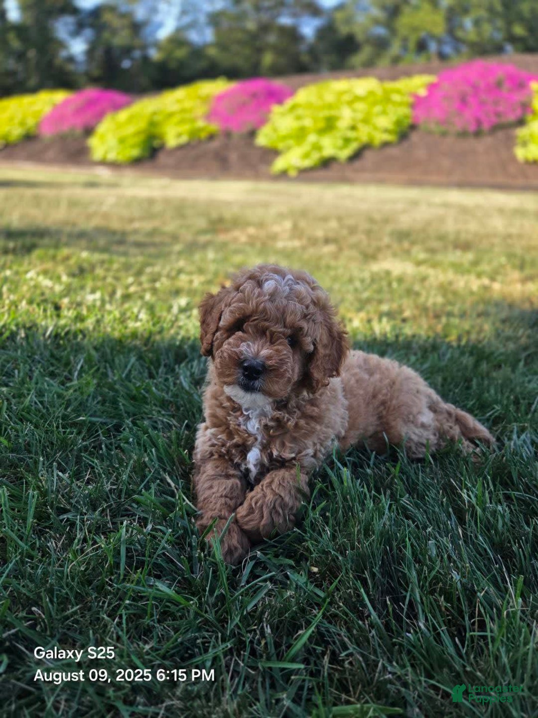Mini Goldendoodle dogs for sale: Cuddles - Image 1