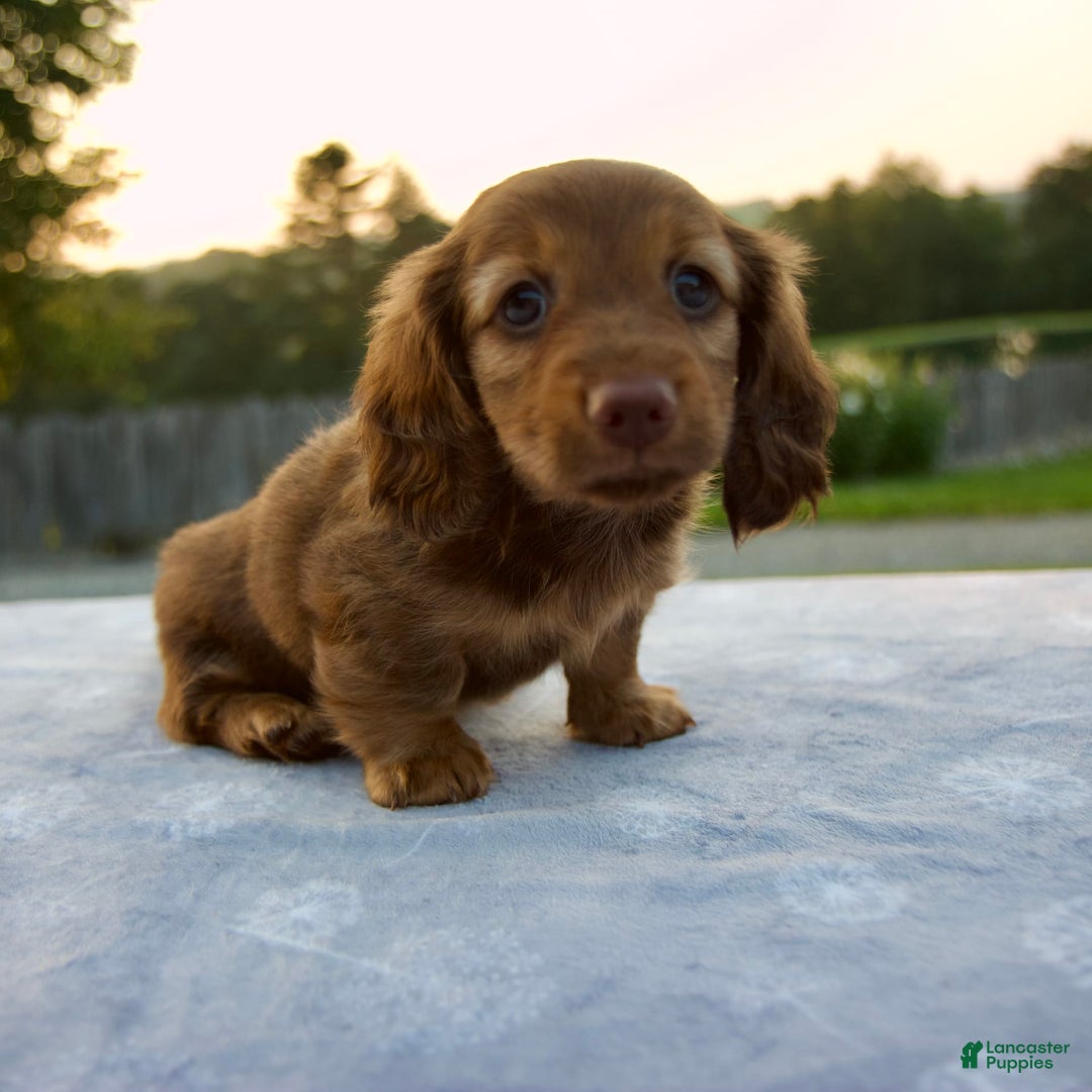 Miniature Dachshund dogs for sale: Olive - Image 5