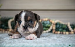 Beabull dogs for sale: Lia - Image 3