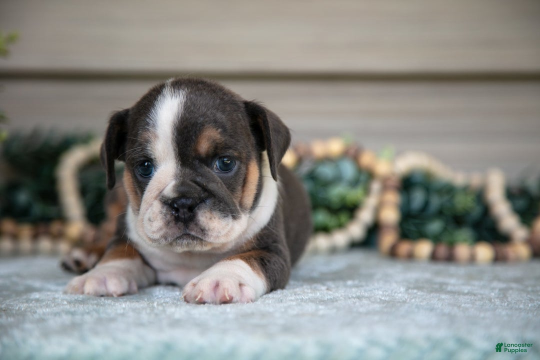 Beabull dogs for sale: Lia - Image 3