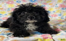 Cavapoo dogs for sale: Alberto - Image 3