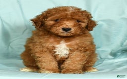 Mini Goldendoodle dogs for sale: Dawson - Image 2