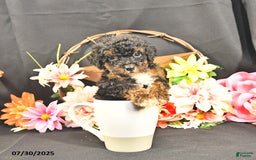 Miniature Poodle dogs for sale: Chester   Extra Small - Image 5