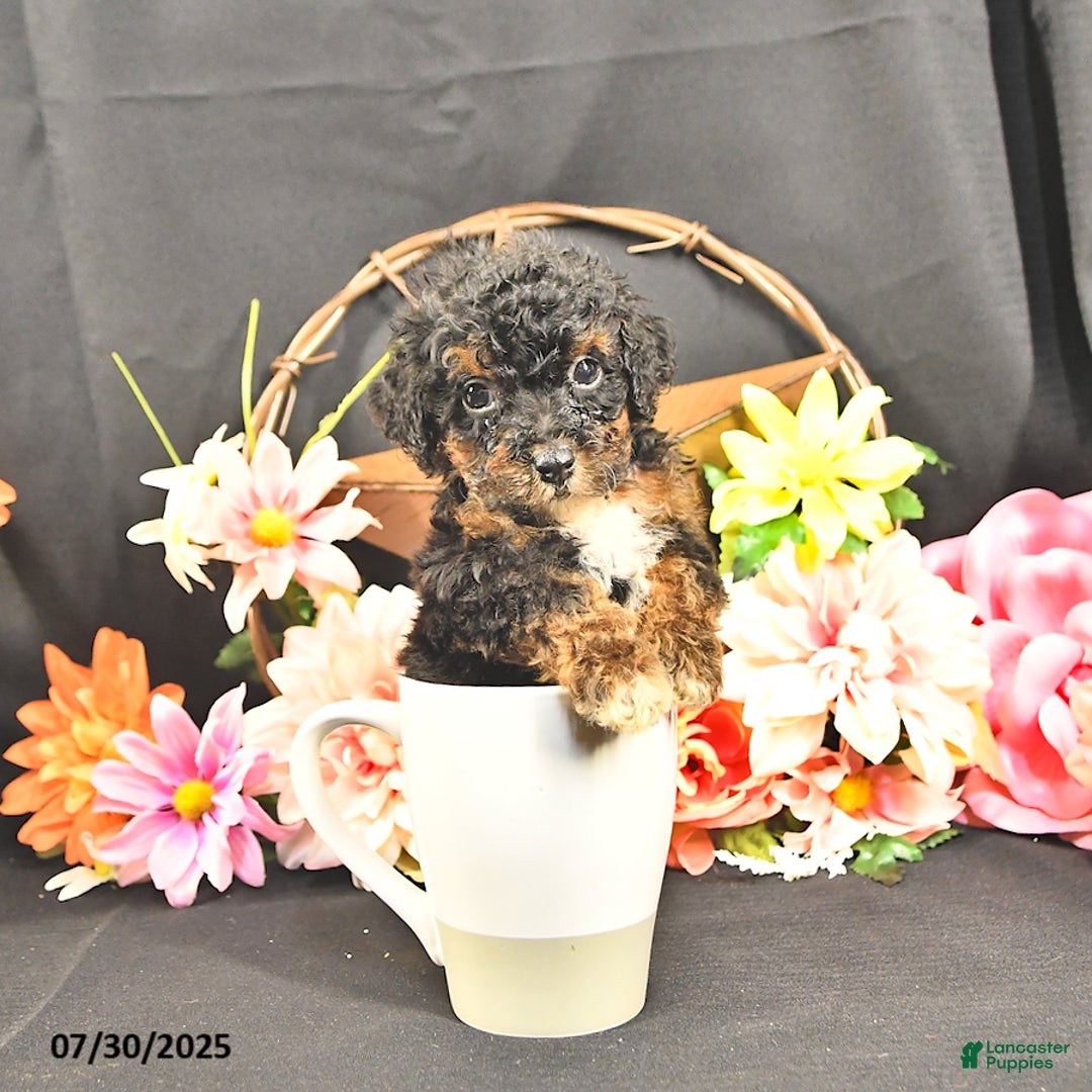 Miniature Poodle dogs for sale: Chester   Extra Small - Image 5