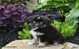 Miniature Australian Shepherd dogs for sale: Chase - Image 7