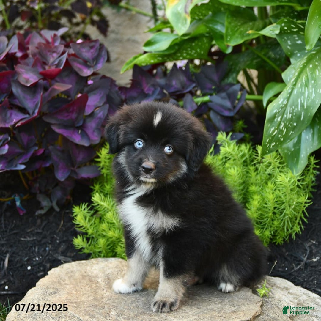 Miniature Australian Shepherd dogs for sale: Chase - Image 7