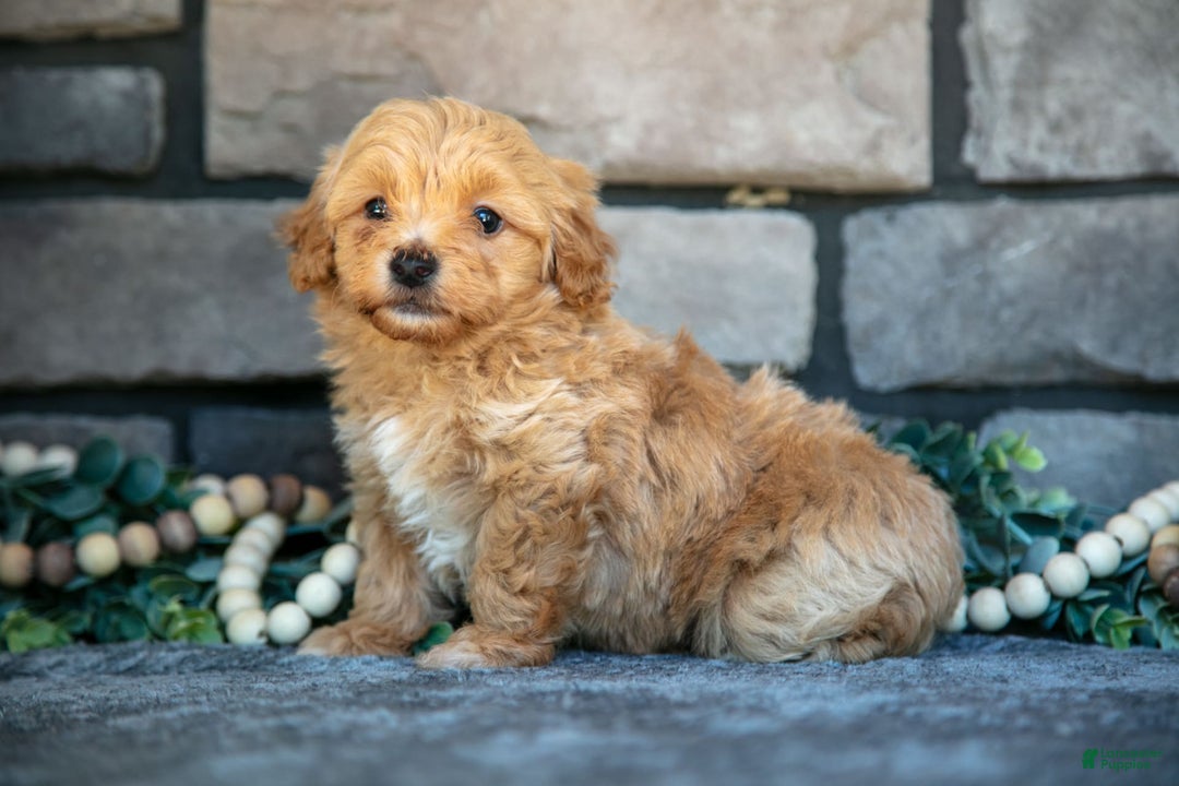 Havapoo dogs for sale: Cooper - Image 5