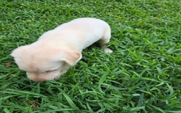 Labrador Retriever dogs for sale: Hank - Image 2