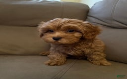 Cavapoo dogs for sale: Dixie - Image 3