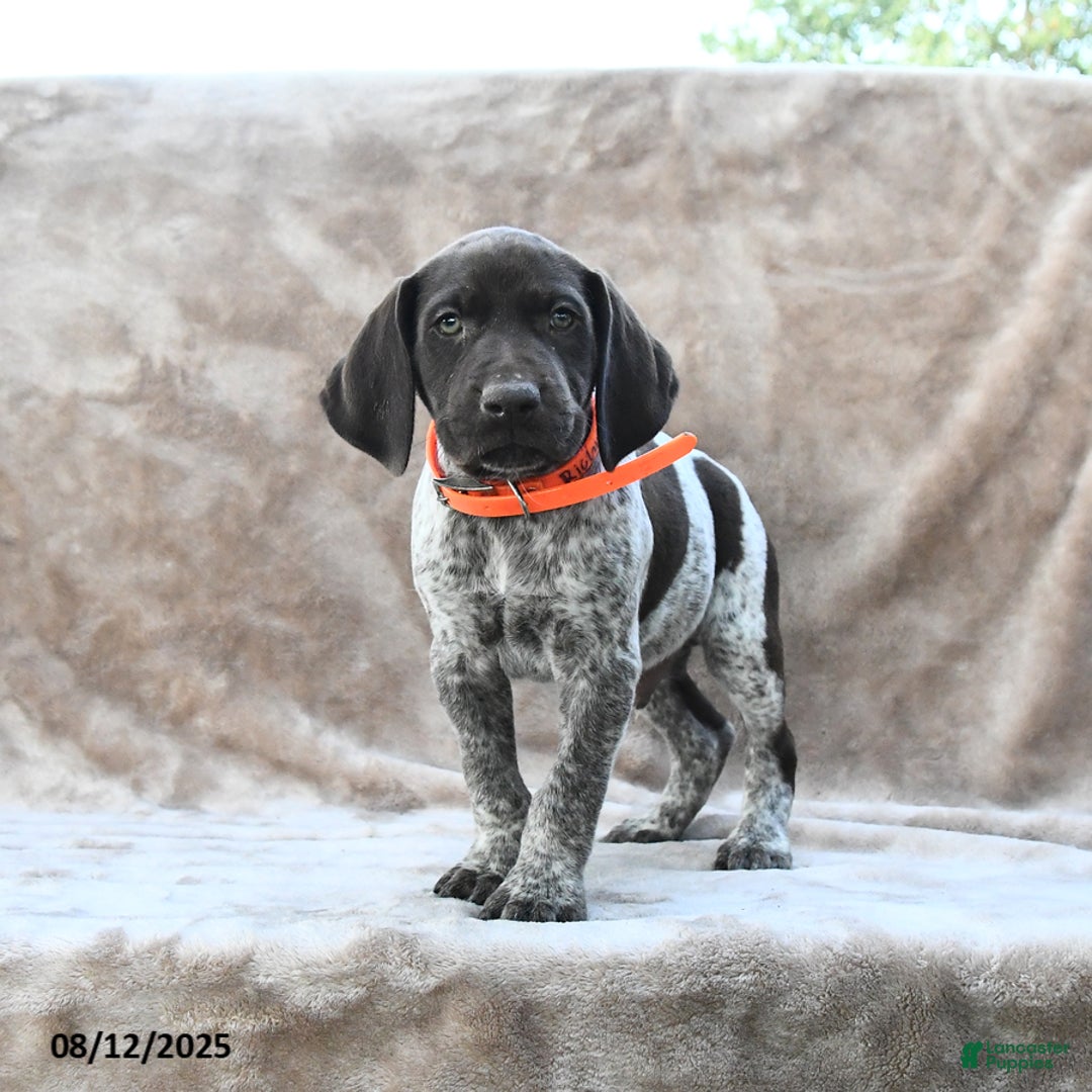 German Shorthaired Pointer dogs for sale: Richmond - Image 1