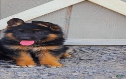 German Shepherd dogs for sale: marco - Image 1