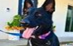 German Shepherd dogs for sale: Pink Collar Female - Image 2