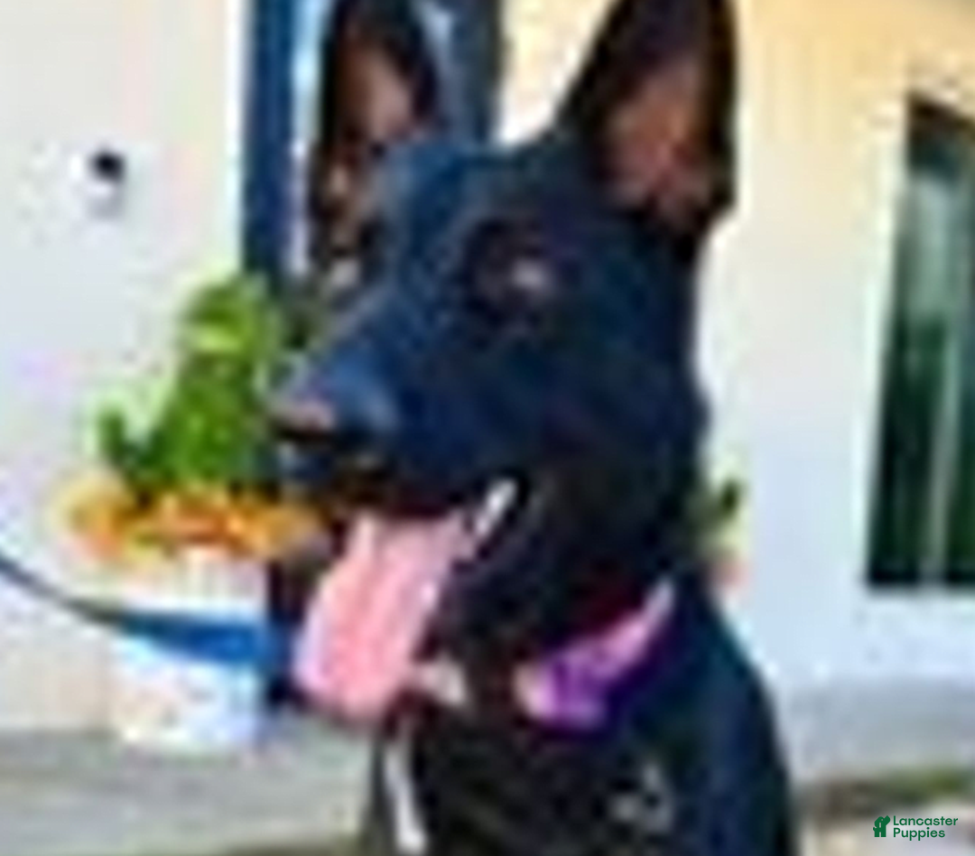 German Shepherd dogs for sale: Pink Collar Female - Image 2