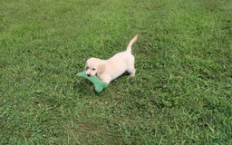 Golden Retriever dogs for sale: Costa - Image 13