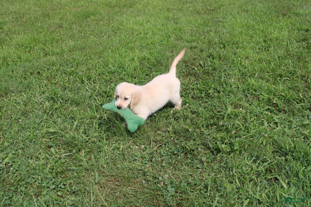 Golden Retriever dogs for sale: Costa - Image 13