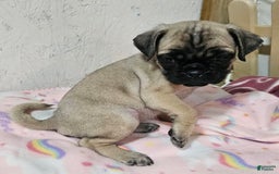 Pug dogs for sale: Candy - Image 4