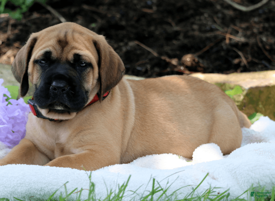 English Mastiff dogs for sale: Breeze - Image 1