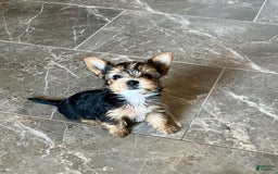 Yorkshire Terrier dogs for sale: Jacob - Image 6