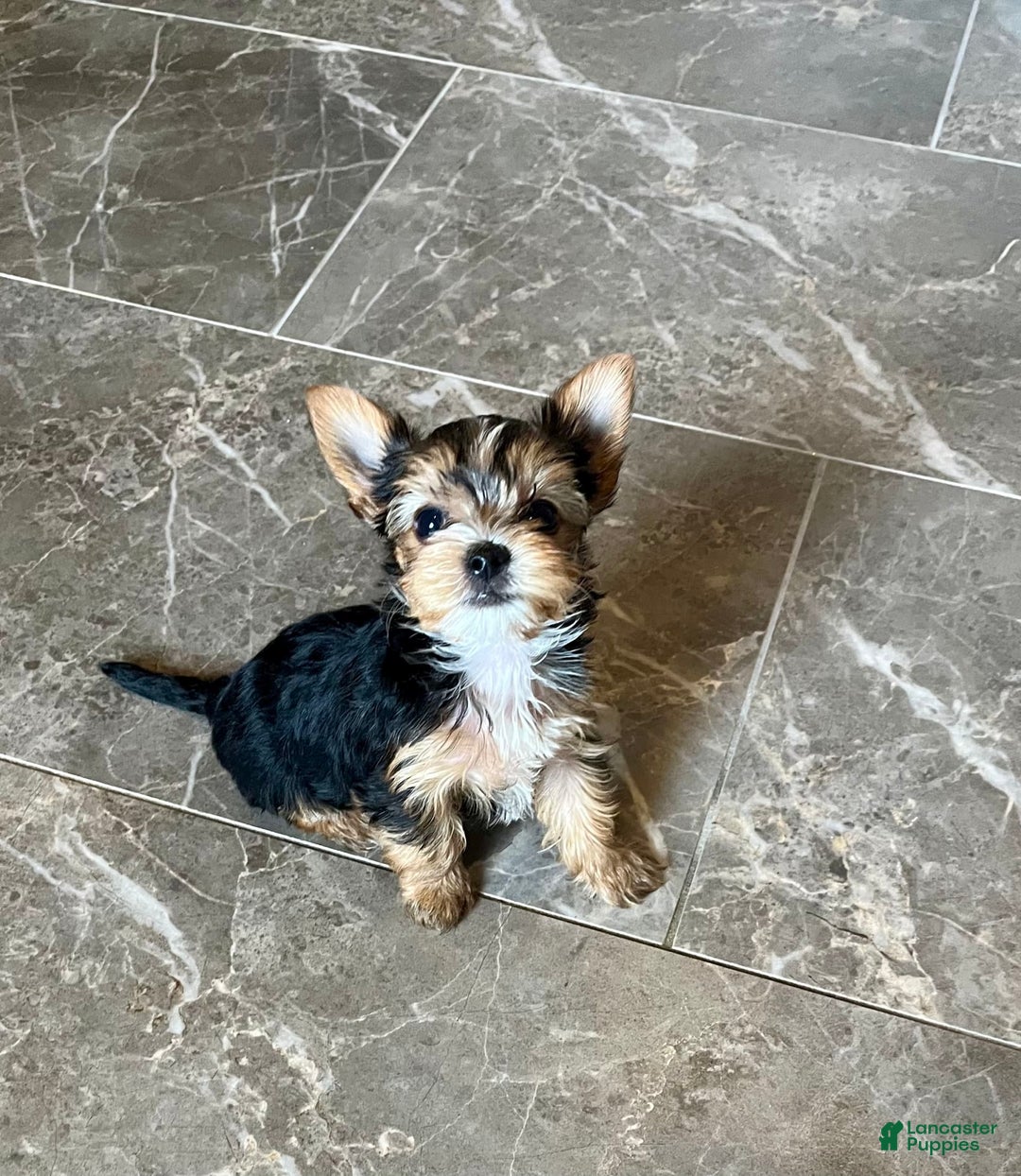 Yorkshire Terrier dogs for sale: Jacob - Image 6