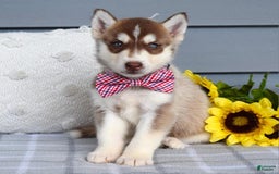 Siberian Husky dogs for sale: Cooper - Image 2