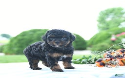 Toy Poodle dogs for sale: Khloe - Image 3