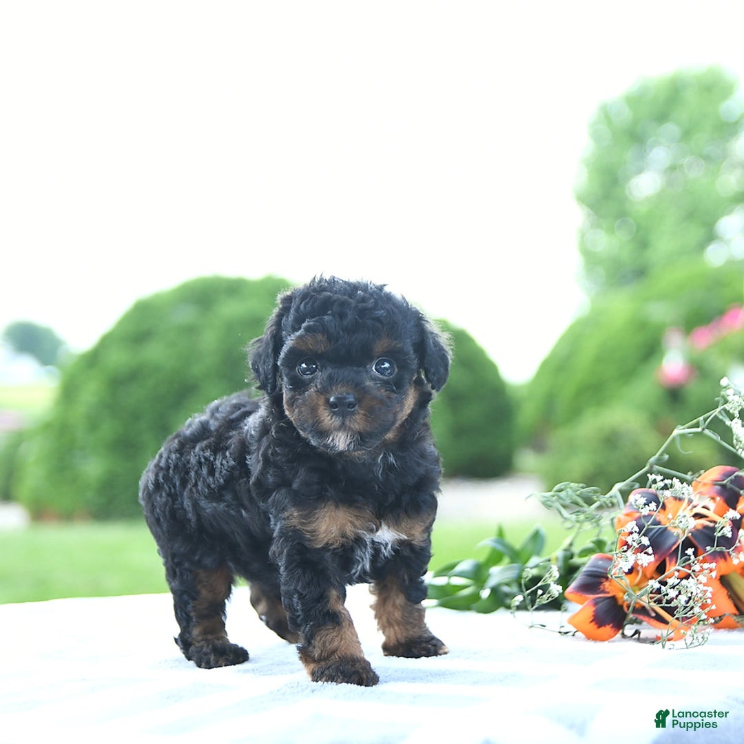 Toy Poodle dogs for sale: Khloe - Image 3