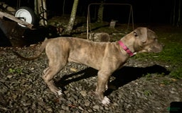 American Bully dogs for sale: Majestic - Image 4