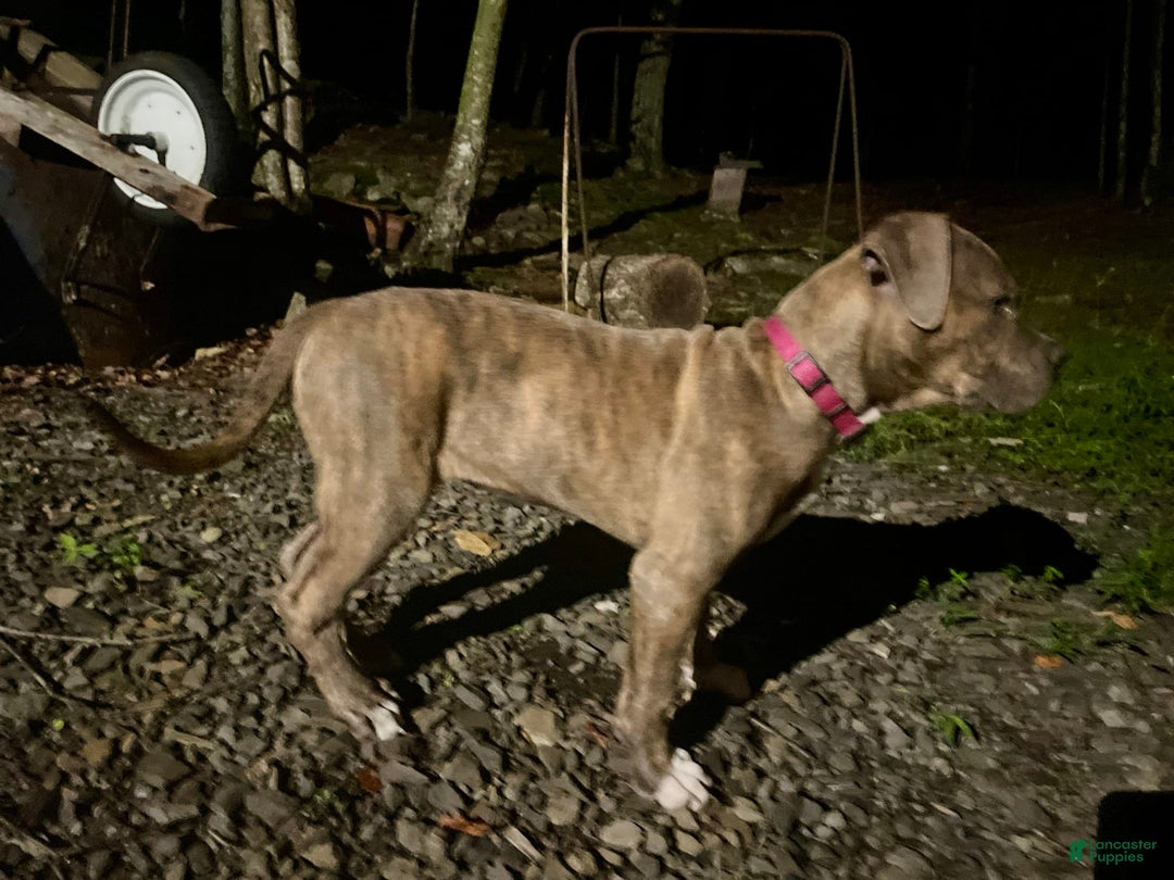 American Bully dogs for sale: Majestic - Image 4
