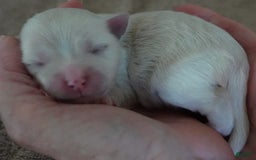 Maltese dogs for sale: Tessa - Image 7