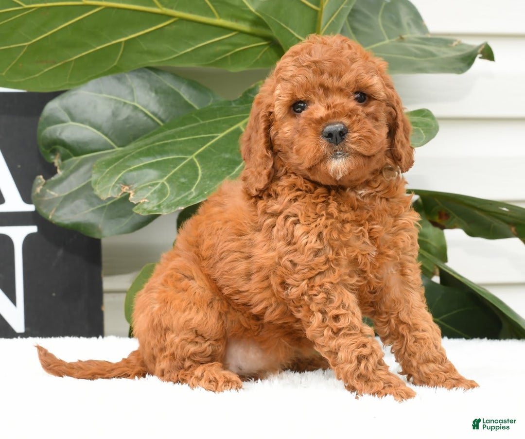 Mini Goldendoodle dogs for sale: Nina - Image 9