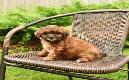 Shihpoo dogs for sale: Jeremy - Image 6