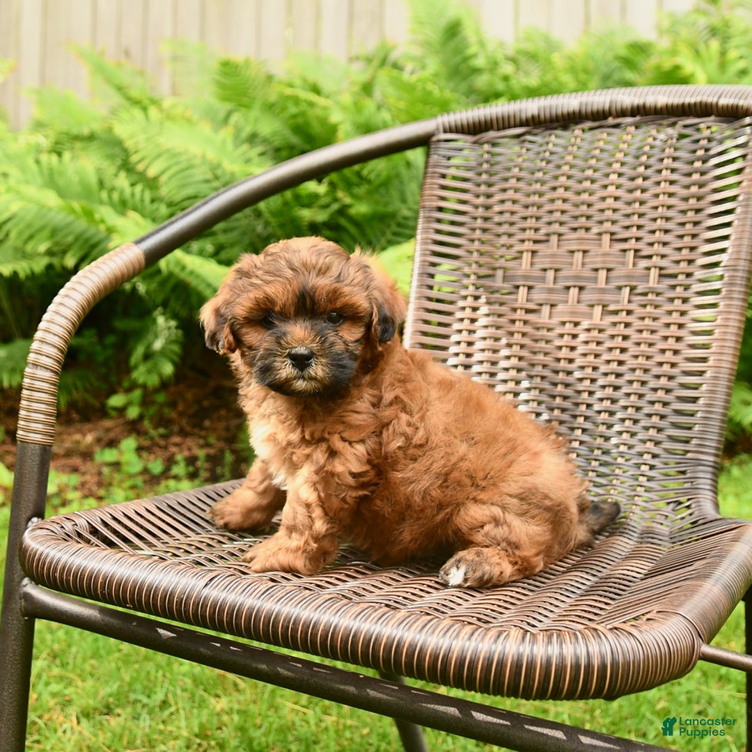 Shihpoo dogs for sale: Jeremy - Image 6